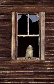  baby owl in window 13 