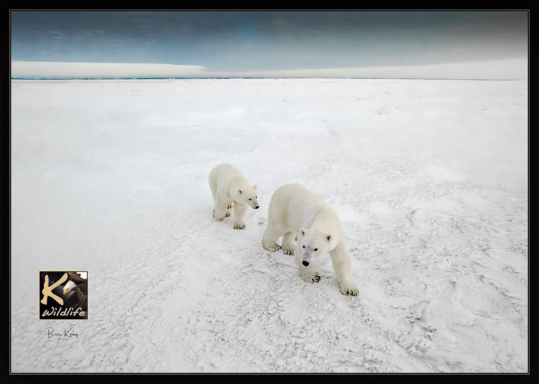 Polar Bear family on ice