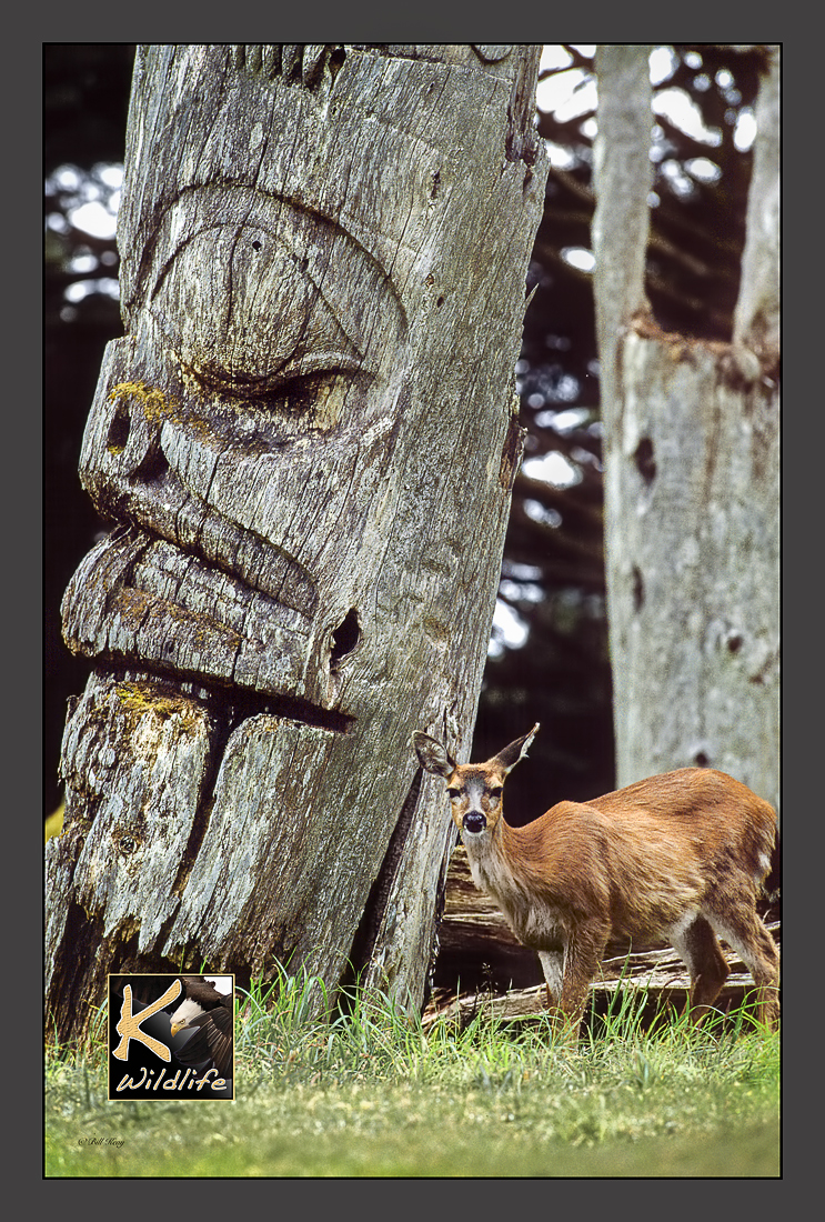deer and totem Haida Gwaii 3