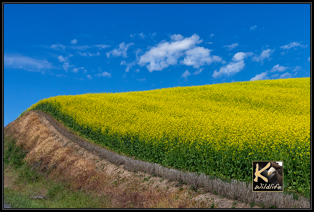 mustard crop corner 37
