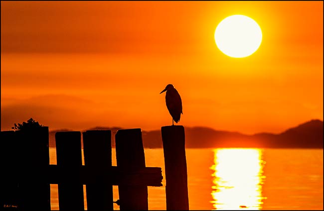 sunset heron 48