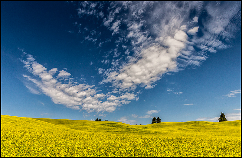 mustard field 13