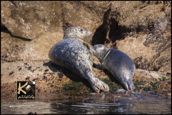  seal pup & mom 16 