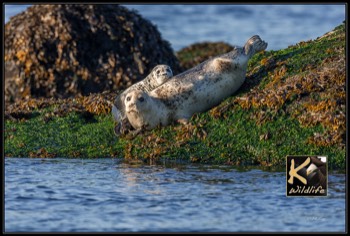  seal pup awareness 17 