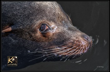  sea lion head 18 