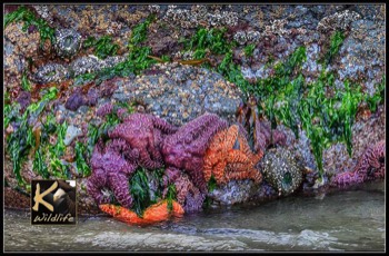  starfish colony 2 