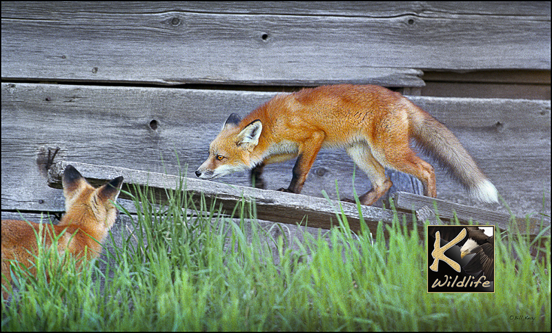 Farm fox 2
