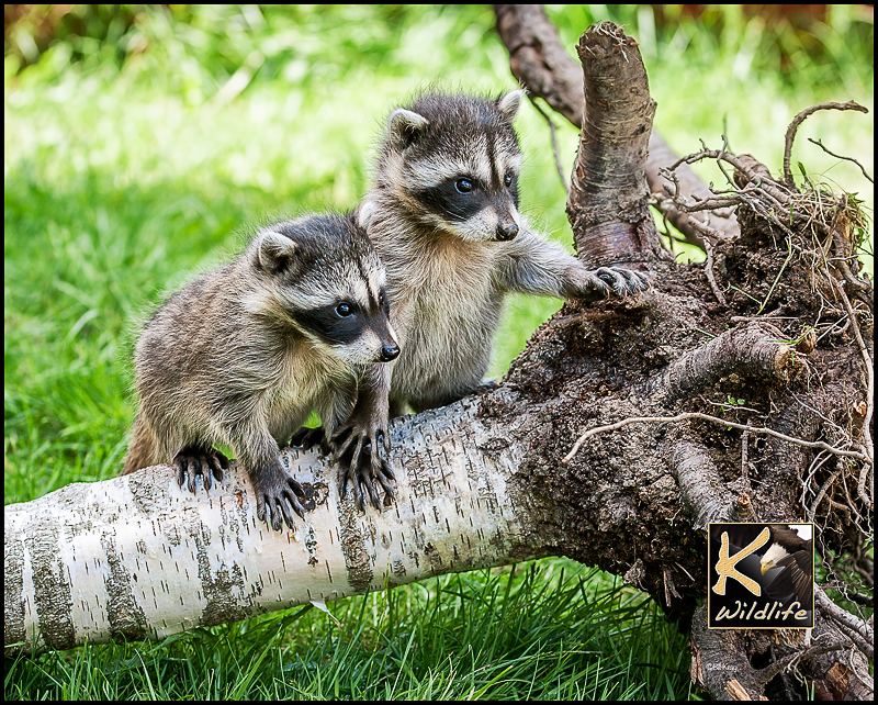 double trouble Raccoons  4