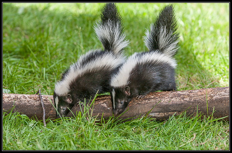 skunks 5
