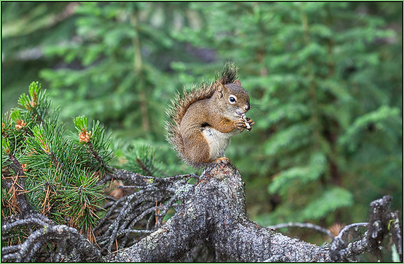 squirrel with flute 6