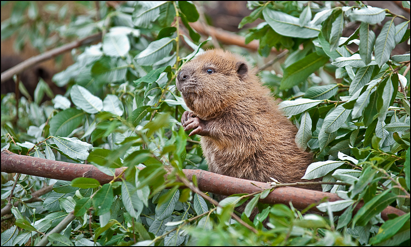 beaver portrait 7