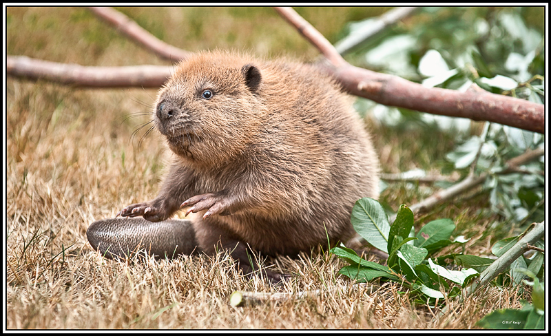 beaver