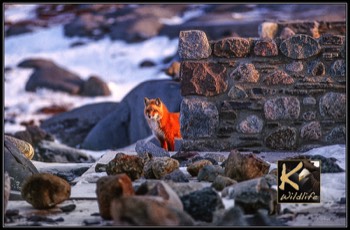  Churchill Red Fox 1 