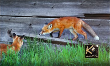  Farm fox 2 