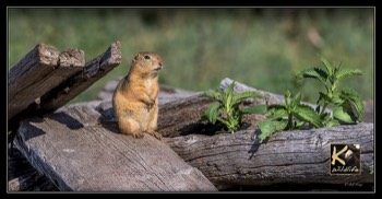  Gopher stare 3 