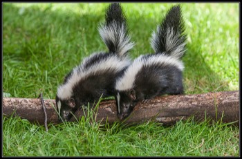  skunks 5 