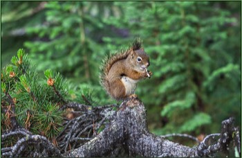  squirrel with flute 6 