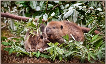  two beavers 8 