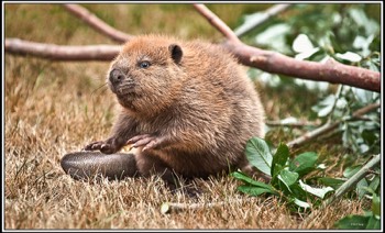  beaver