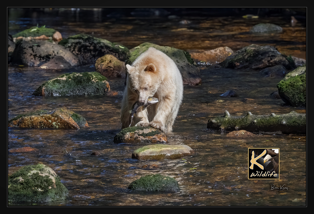 spirit bear fishing in river