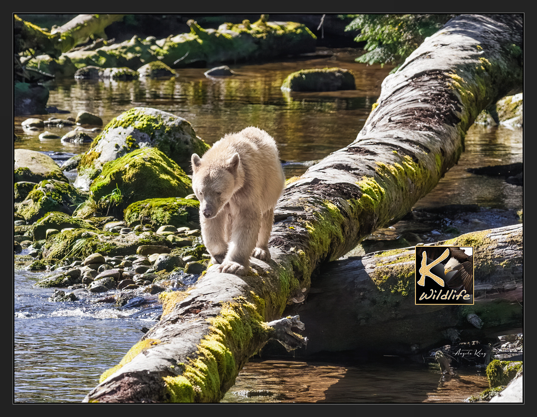 spirit bear long walk