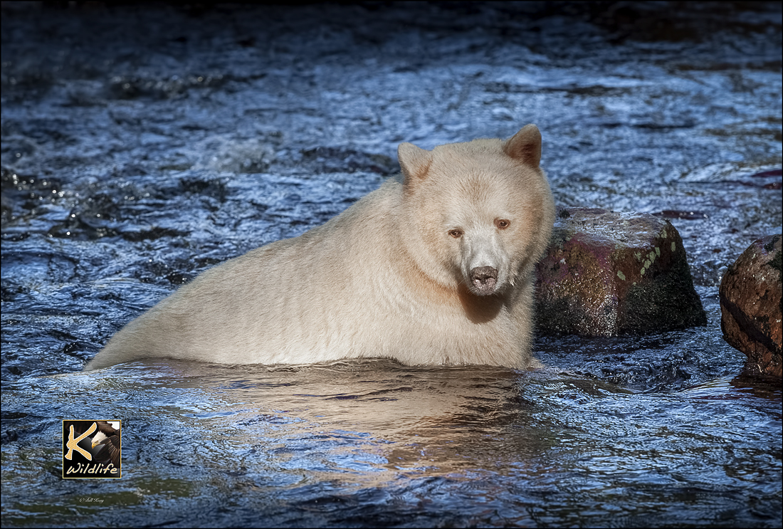 spiritBEAR river swim 3