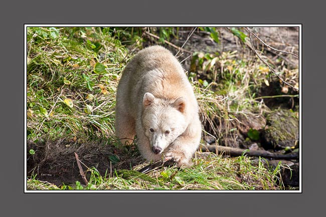 investigating spirit 5