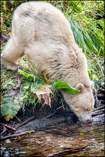 drinking spirit bear 6