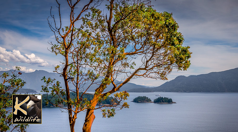 arbutus and ferry 24