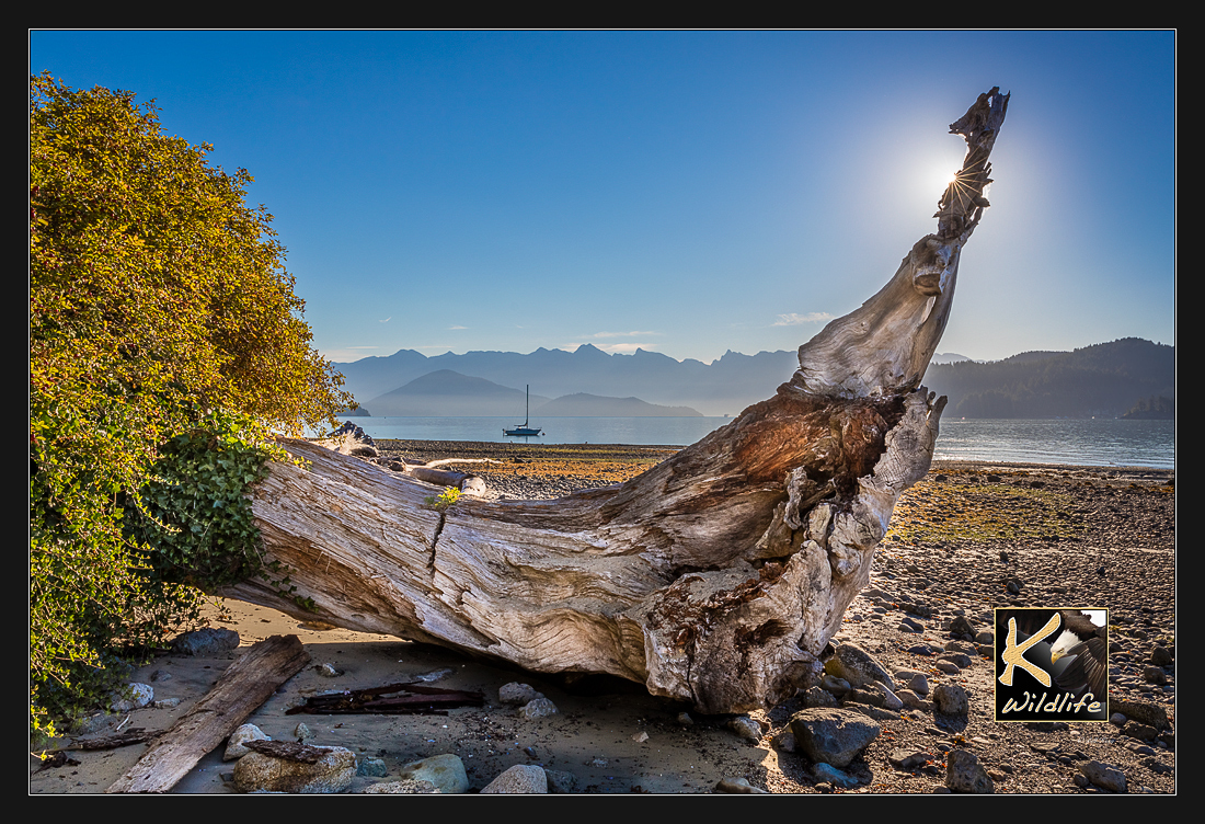 driftwood sunspot 28