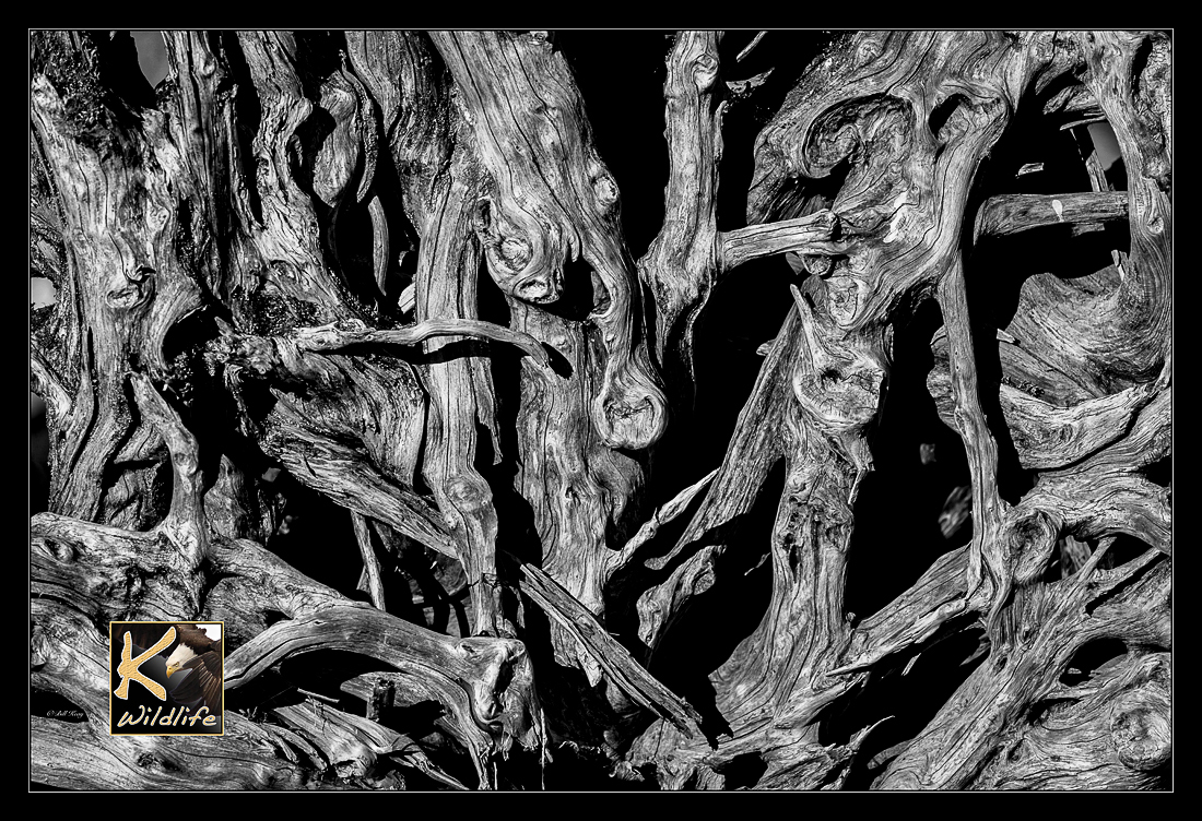 driftwood BW 31