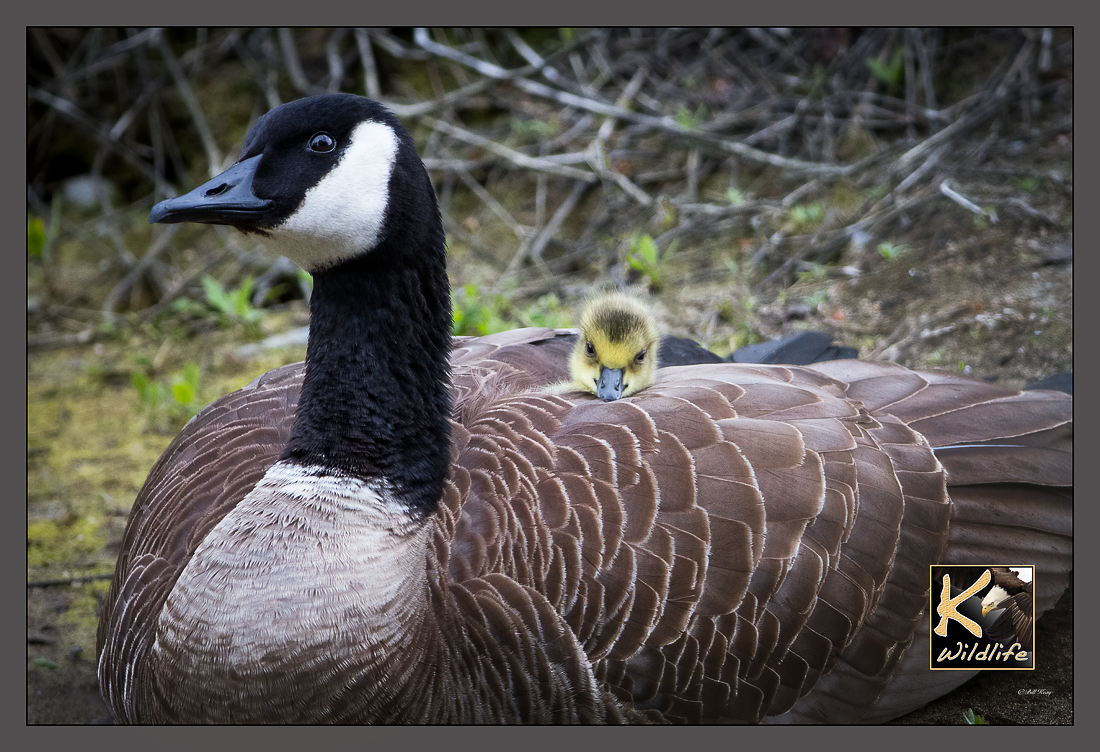 gosling on mom's back 32