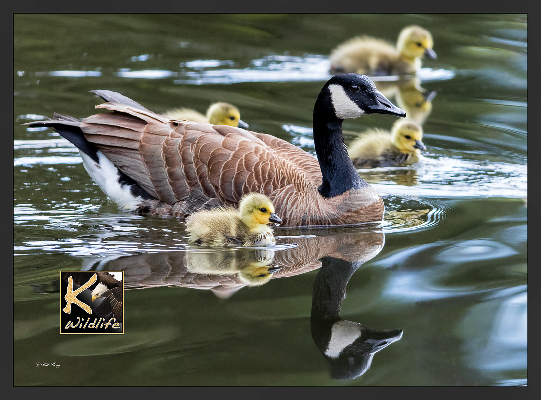 Canada goose family 33