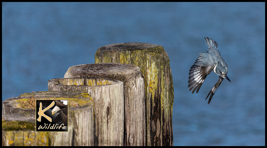 kingfisher flight 37