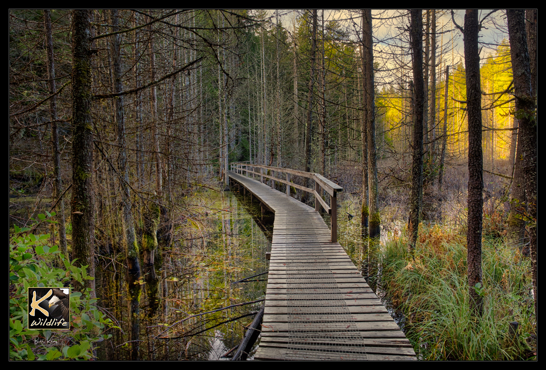 nature walk - sunshine coast
