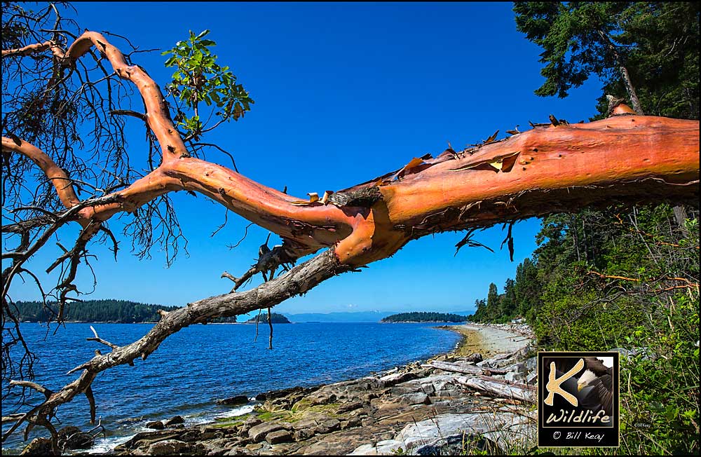 arbutus and trail islands 2