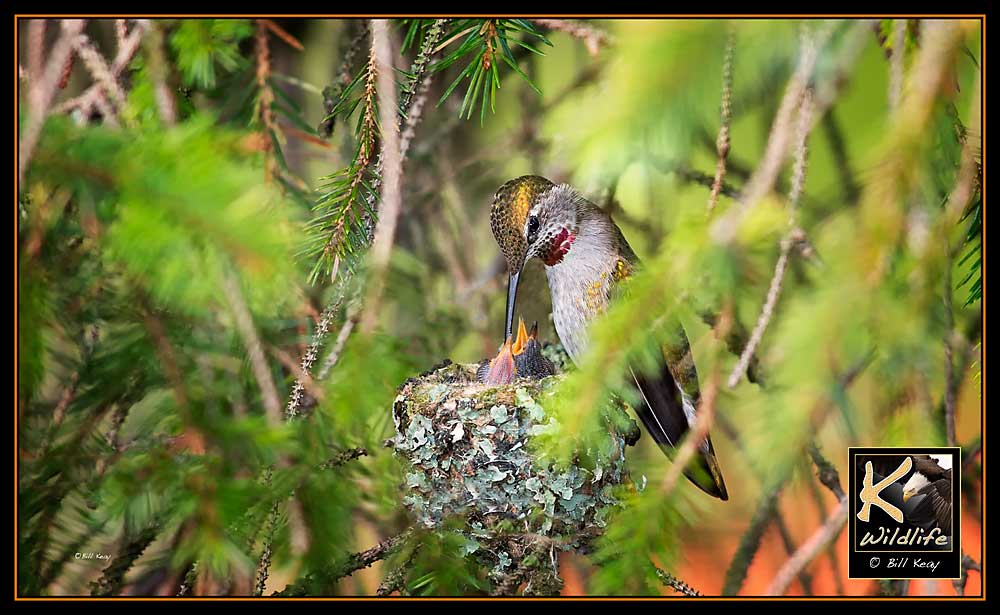 hummer feeding young 7