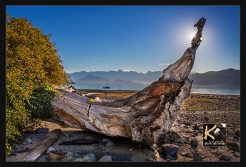  driftwood sunspot 28 