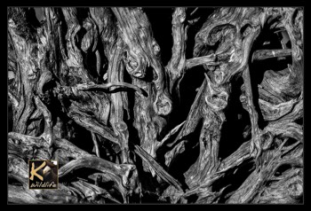  driftwood BW 31 