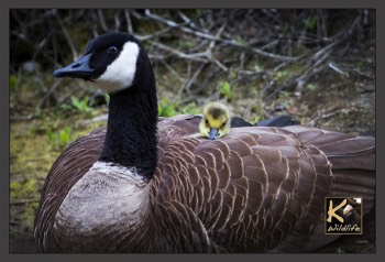  gosling on mom's back 32 