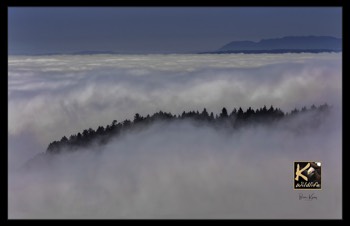  Island Fog - Salish Sea 