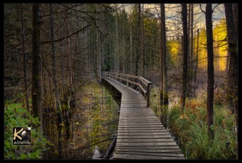  nature walk - sunshine coast 