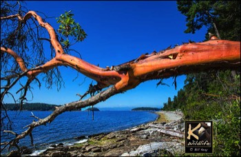  arbutus and trail islands 2 