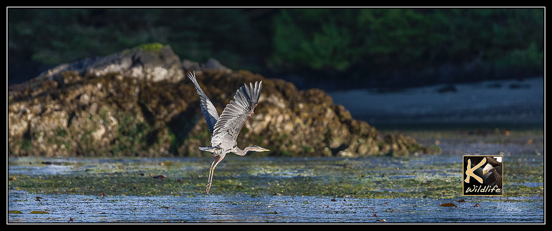 heron take off 29