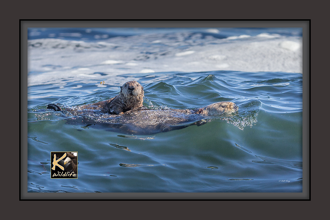 otter pup on wave 30 