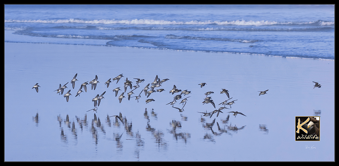 shorebird relections