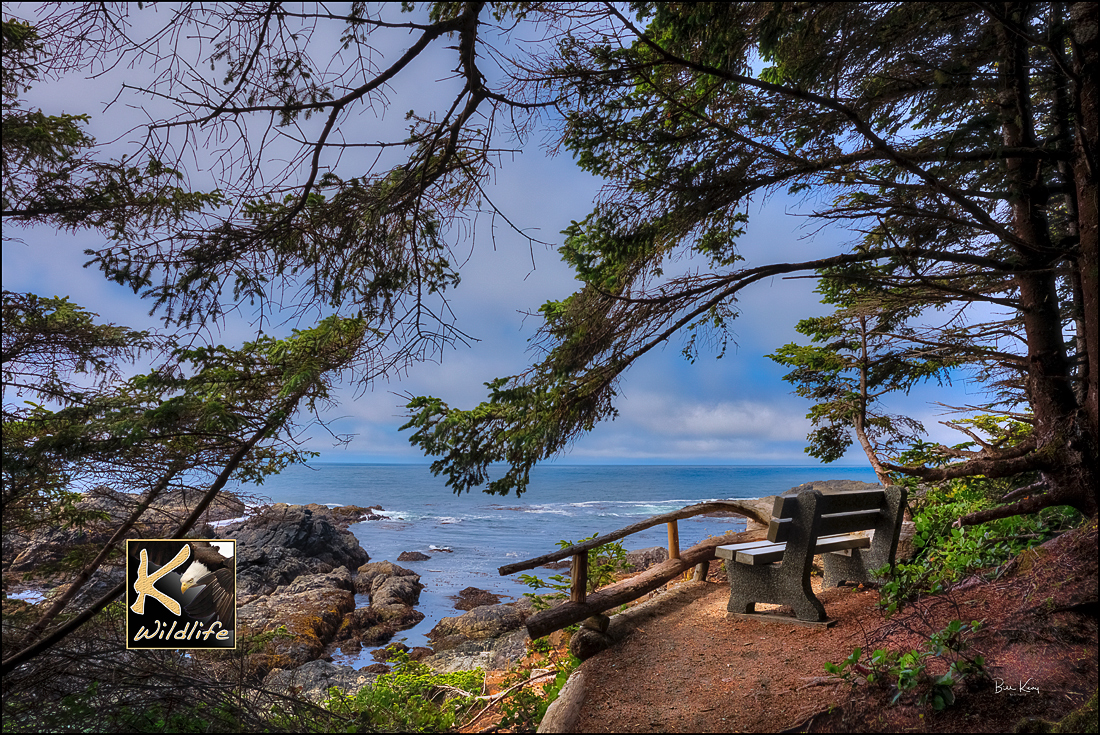 Bench on Ucluelet trail