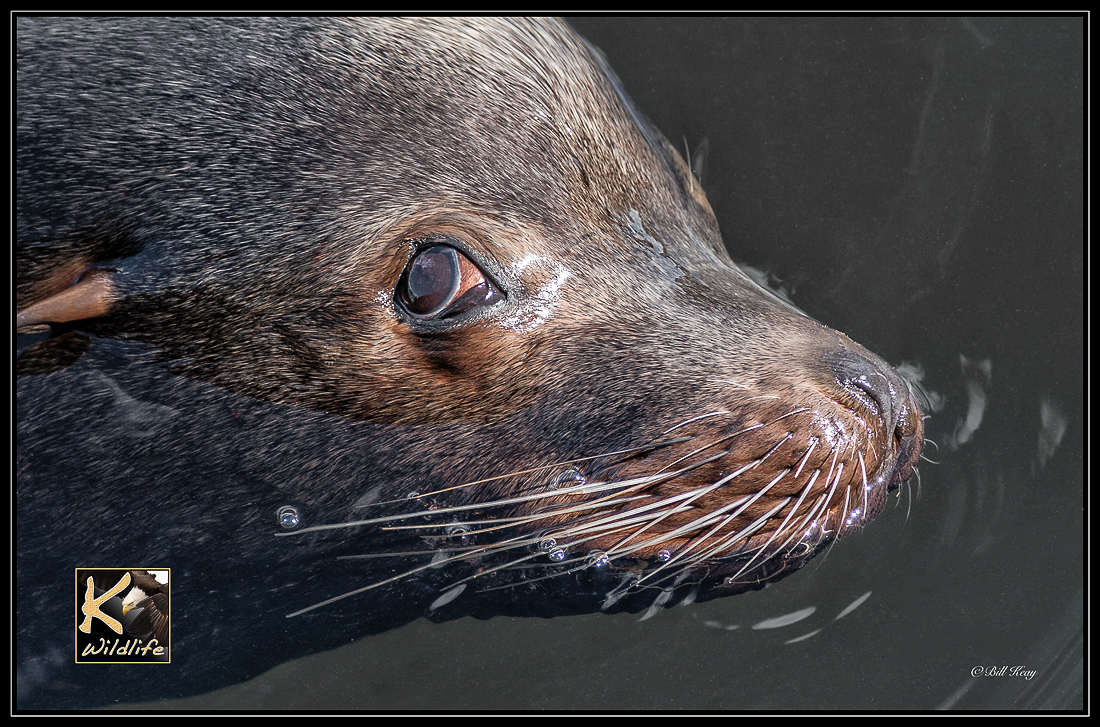 sea lion portrait 6