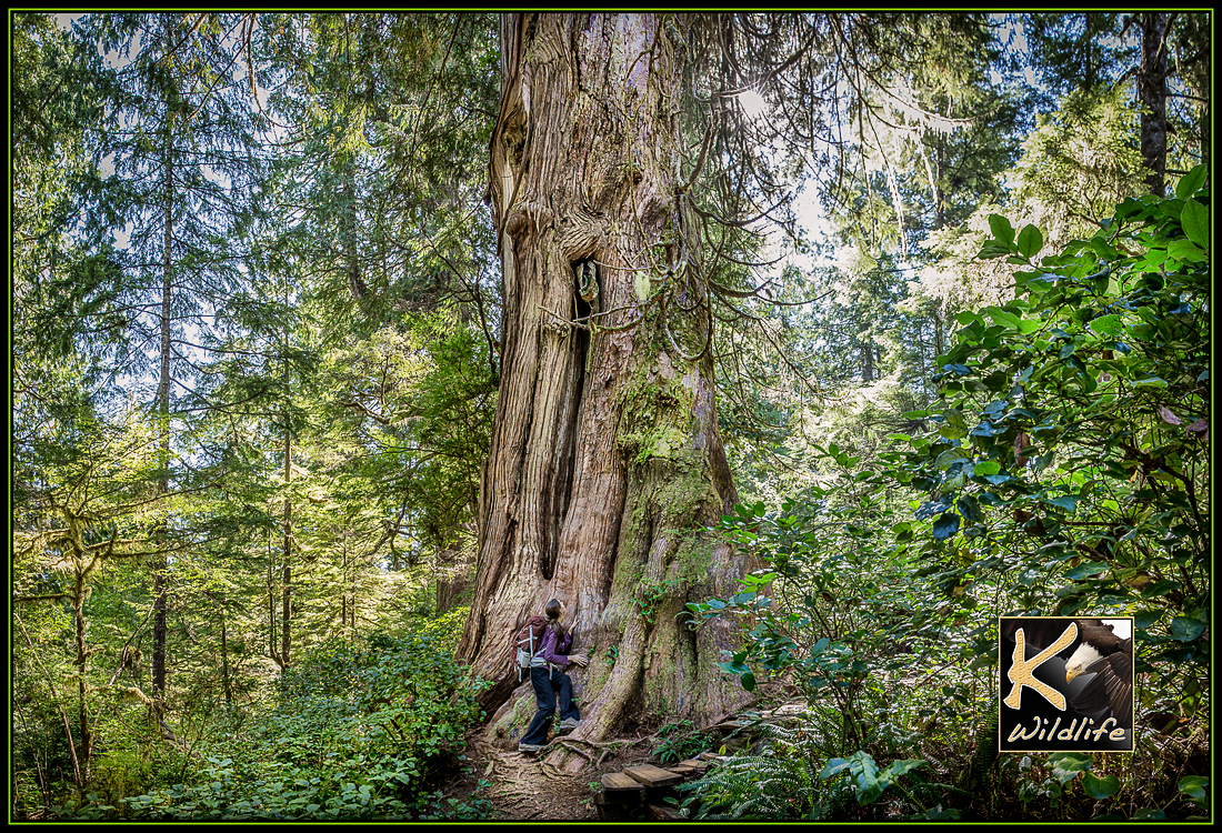 Meares Island huge tree 11