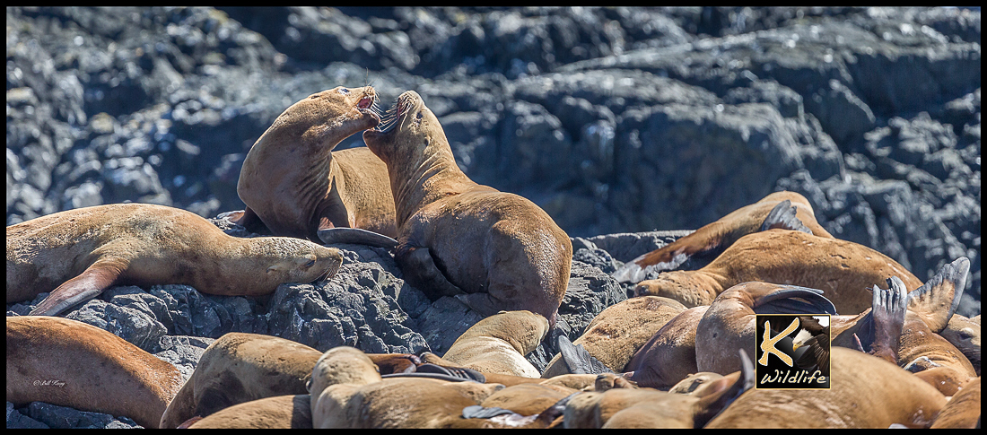 sea lion colony 16